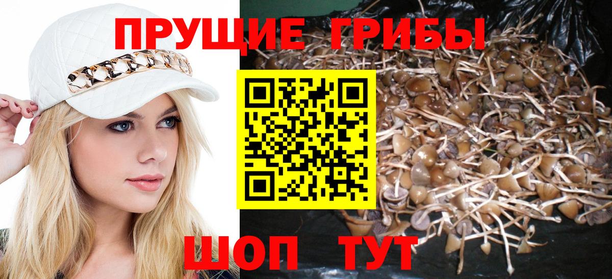 Волгодонск  Псилоцибиновые грибы Psilocybine cubensis  дарнет шоп  Вход с VPN 